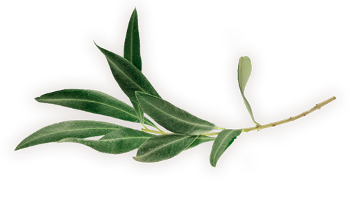 hoja-olivo